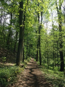 Forest Coming to Life