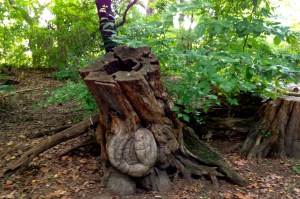 A Beautiful Tree Stump in Central Park