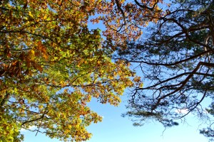Fall Colors in the Trees