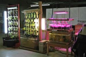 Aquaponics in a Revitalized Shoe Warehouse