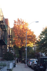 Fall in Astoria