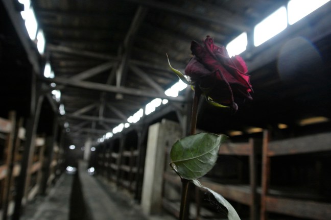 Rose at Auschwitz
