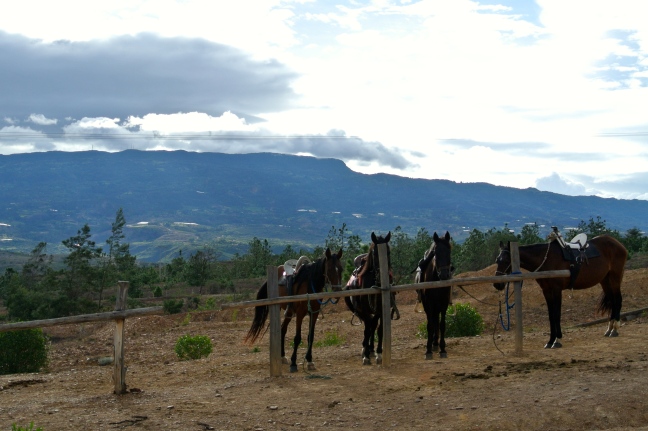 Horses in Villa de Leyva