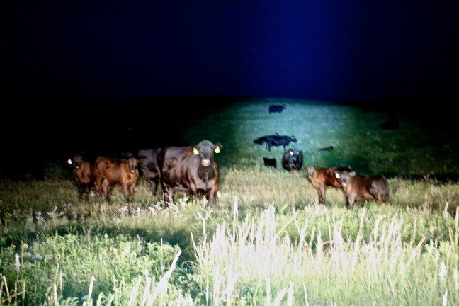 Cows at Night